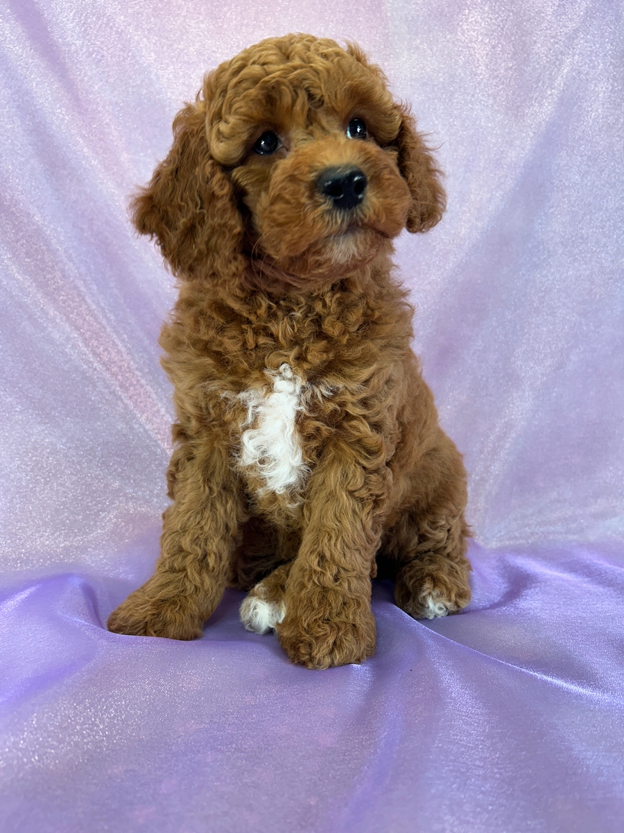 Female Cockapoo Puppy for Sale DOB 4-5-2026 $950